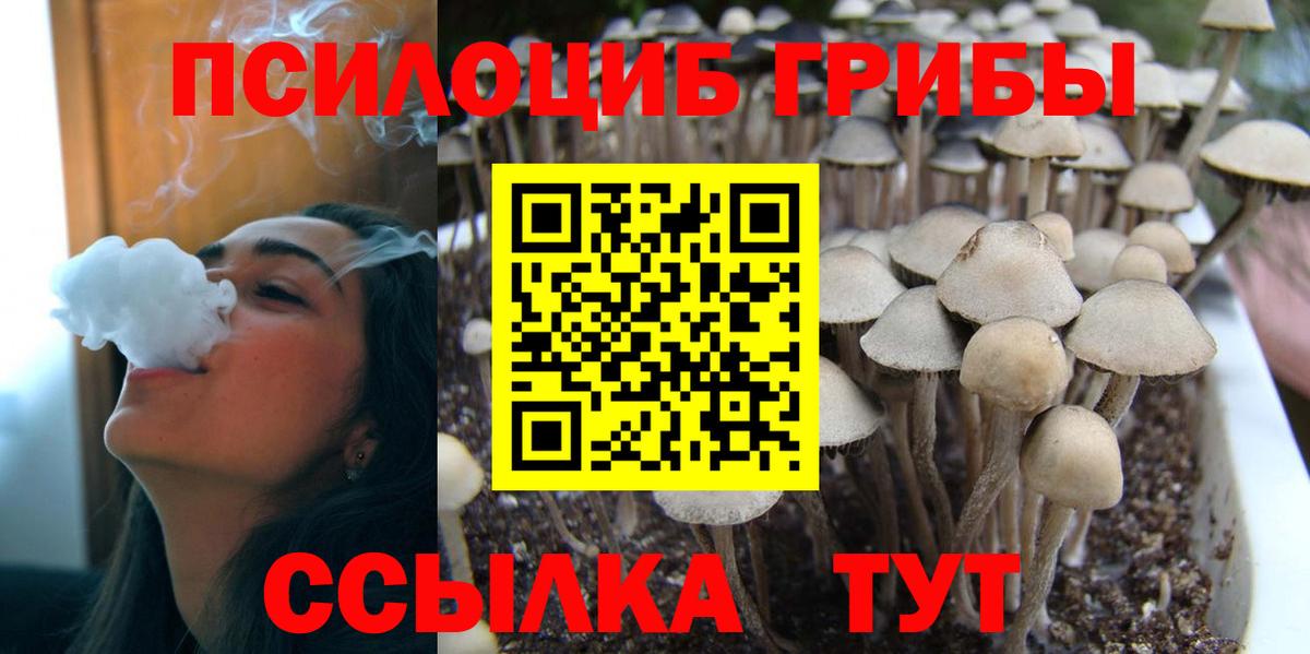 Галлюциногенные грибы Psilocybe Чернушка